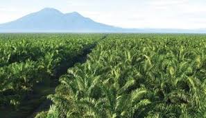 Gubri Targetkan Peremajaan Kelapa Sawit 30 Ribu Hektare